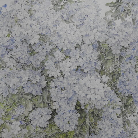 Blue Plumbago 藍雪