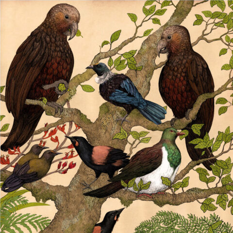 New Zealand Birds (1/1 limited edition)