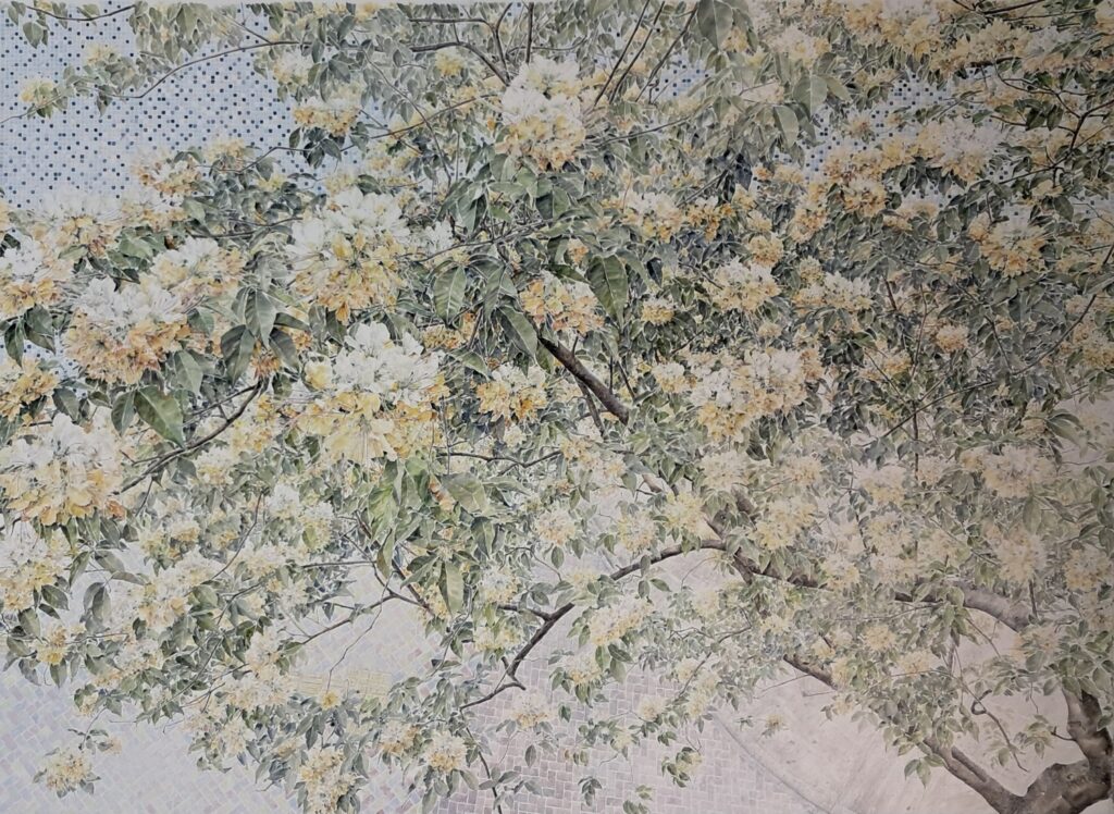 Spider Tree 魚木
