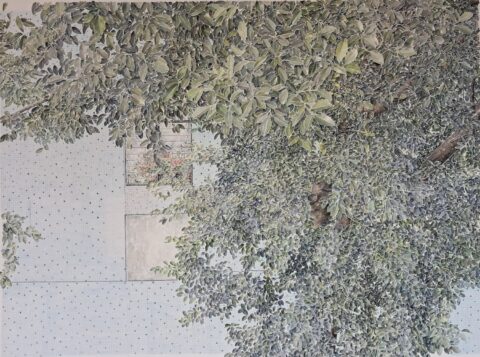 Banyan 1 小葉榕 1